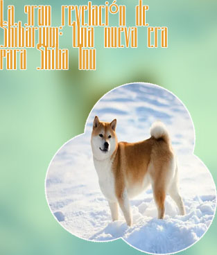 Shiba